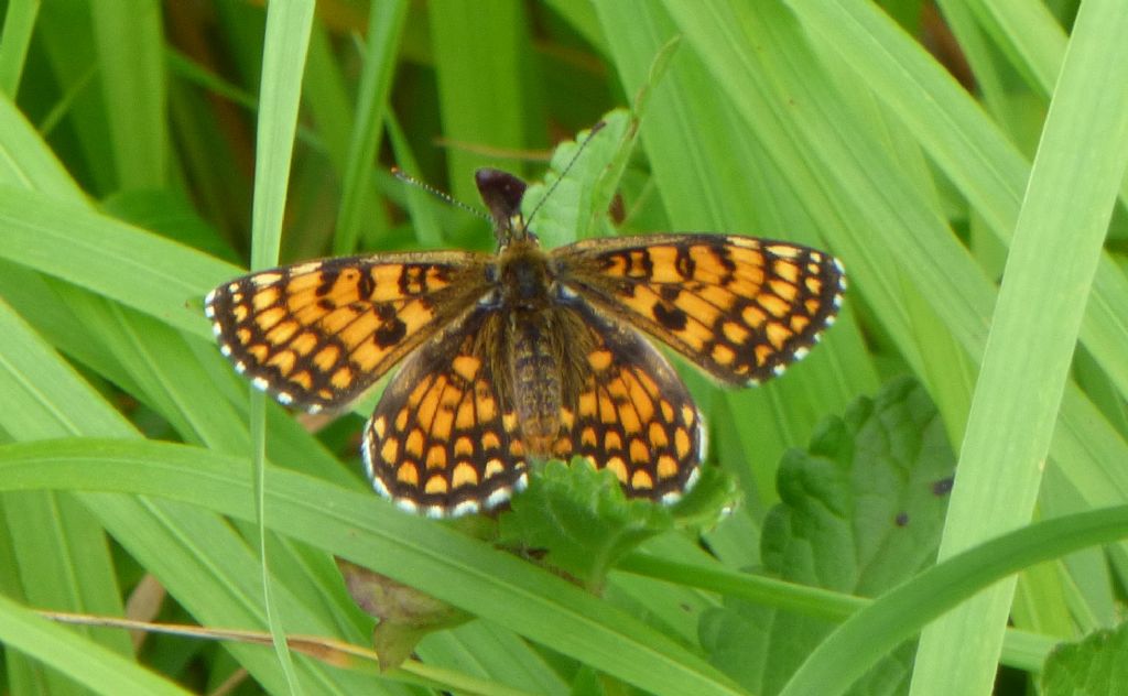 Melitaea?  S, M. nevadensis